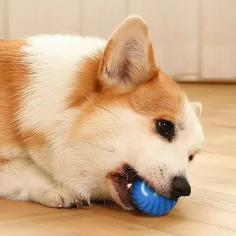 Smart Puppy Fun Bounce Ball